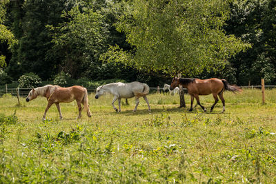 Horses in a field