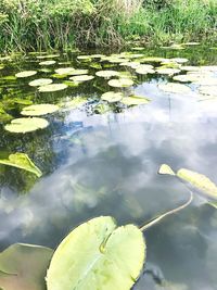 Reflection of plants in lake