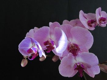 Close-up of pink orchid flowers