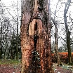 Bare trees in forest