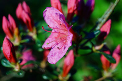 Close-up of pink flower