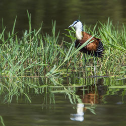 Bird perching on a lake