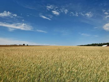 Scenic view of field against clear sky