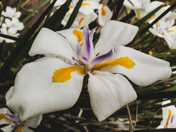 Close-up of white crocus flowers