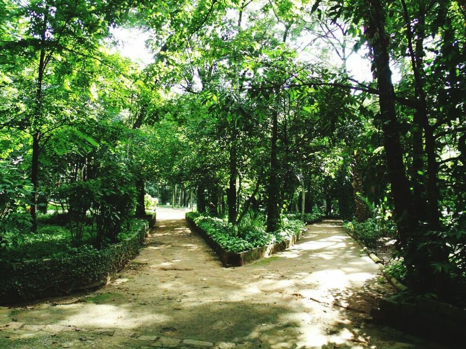 WALKWAY AMIDST TREES AGAINST SKY