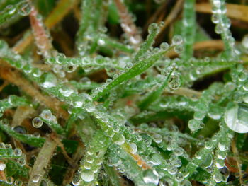 Close-up of water drops on leaf