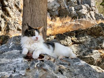 Cat relaxing on rock