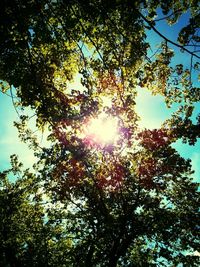 Low angle view of trees against sky