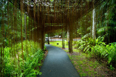 Empty road amidst trees in forest