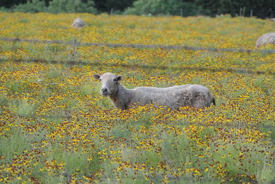 Sheep in a field of flowers