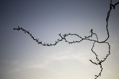 Low angle view of tree against clear sky