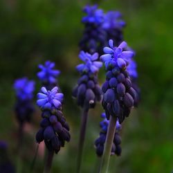 Close-up of purple flowering plants