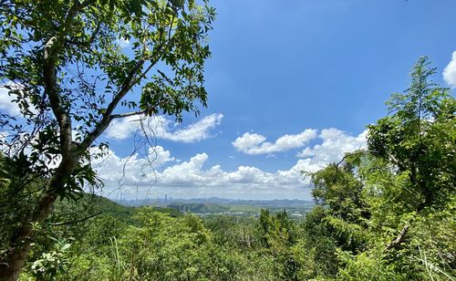 Scenic view of forest against sky