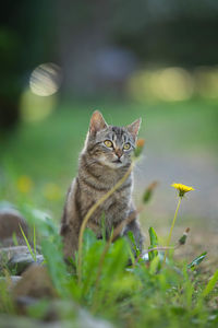 Cat looking away on plant