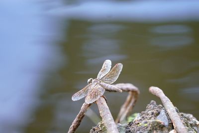 Close-up of lizard on water
