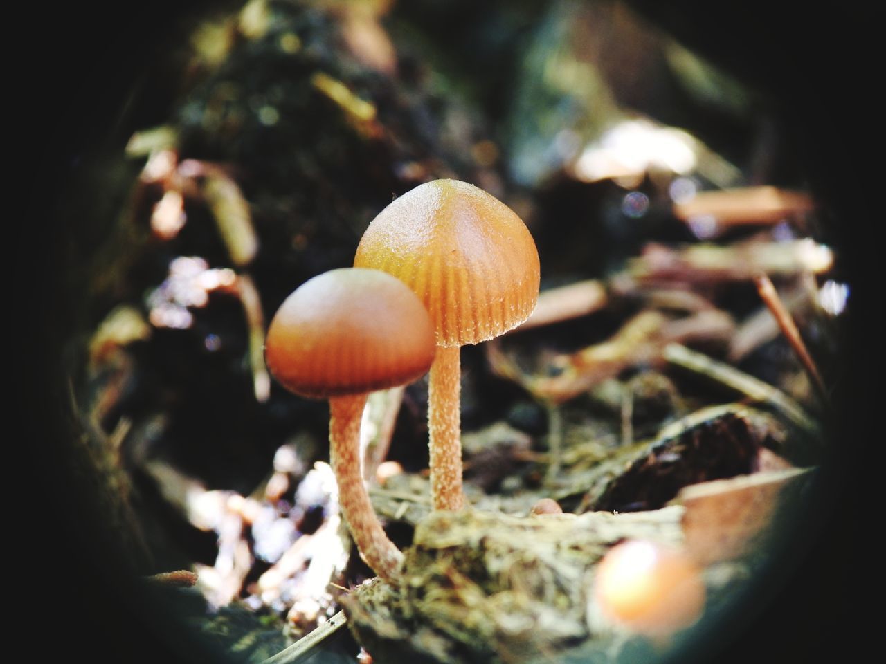 CLOSE-UP OF MUSHROOMS ON FIELD