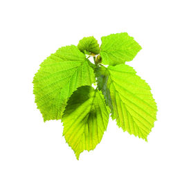 Close-up of green leaves against white background