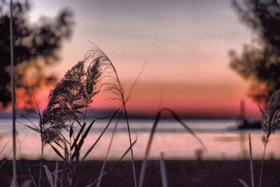 Close-up of plants on field at sunset