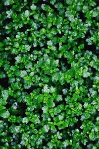 Full frame shot of plants