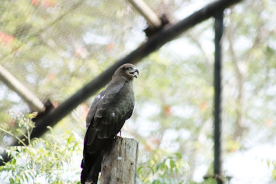 Bird perching on a tree