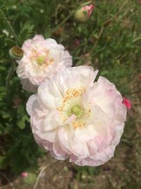 Close-up of pink flower blooming