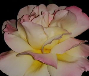 Close-up of pink rose against black background