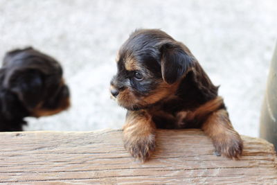 Close-up of puppy looking away