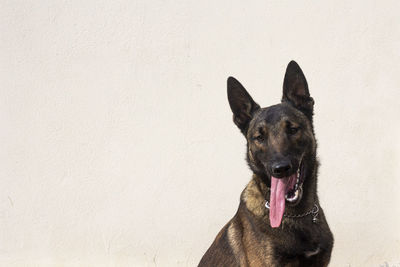 Belgian malinois shepard with tongue out
