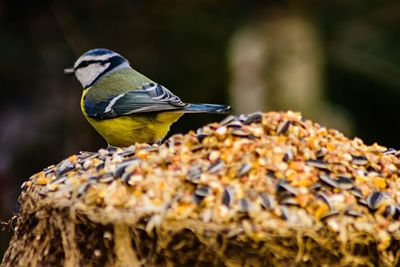 Close-up of bird perching on leaf