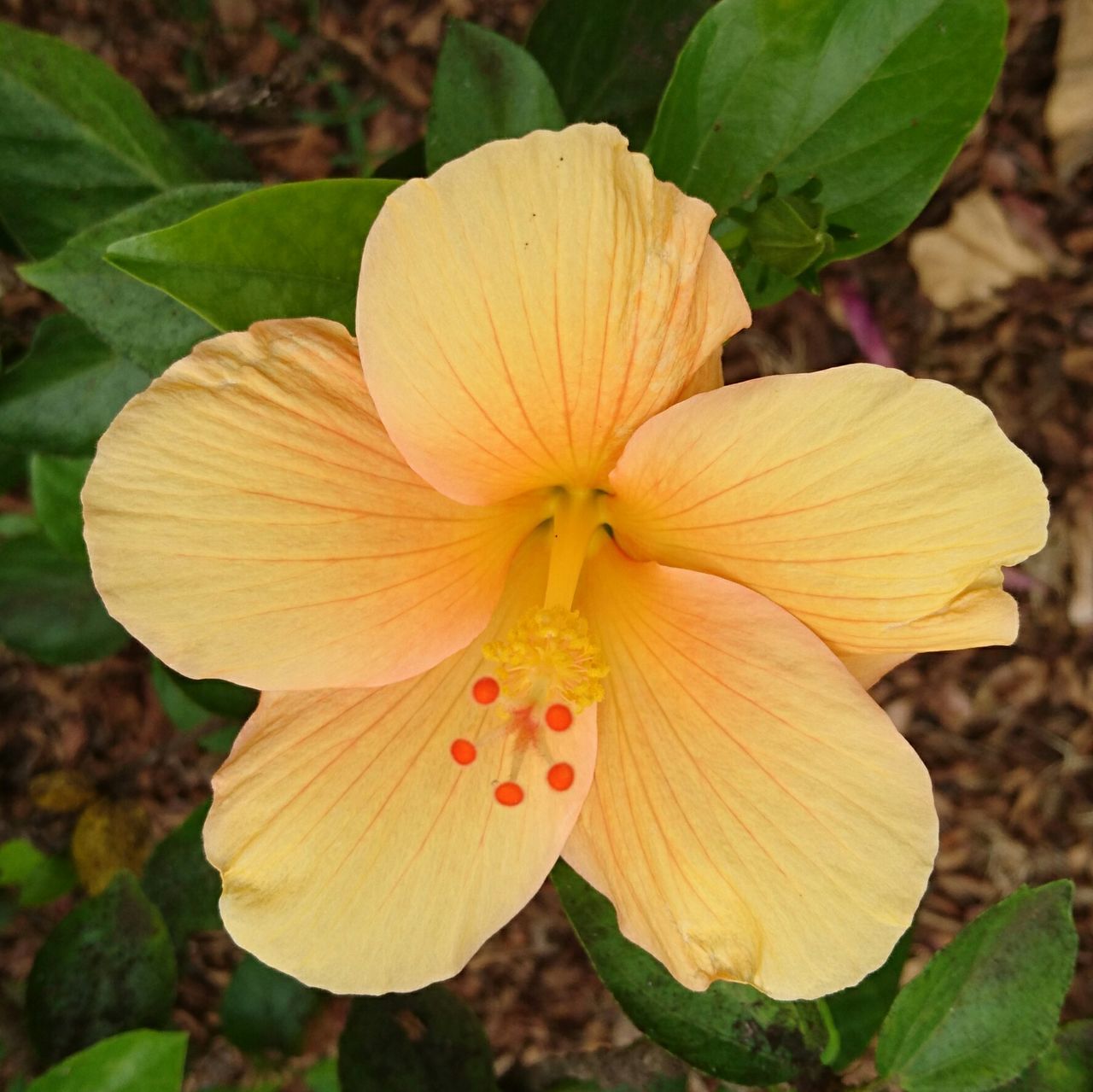 CLOSE-UP OF YELLOW FLOWERS