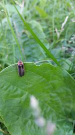 Close-up of insect on leaf
