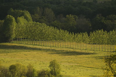 Scenic view of field in forest