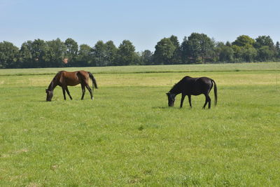 Horses grazing on field against clear sky