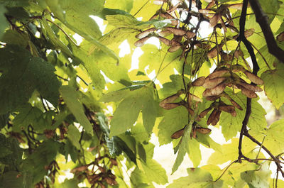 Low angle view of leaves against bright sun