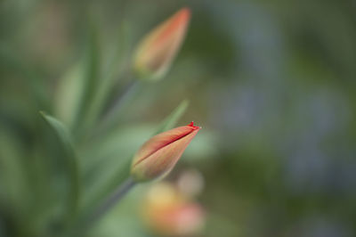 Close-up of red flowers