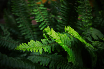 Close-up of fern leaves