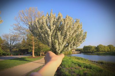 Low section of person on tree by lake against clear sky