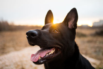 Close-up of a dog looking away