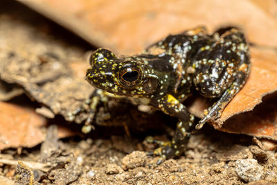 Close-up of frog