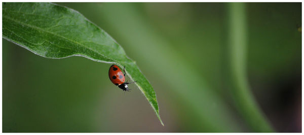 Close-up of ladybug on leaf