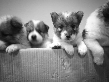 Close-up of puppies in box