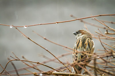 Close-up of bird perching on branch