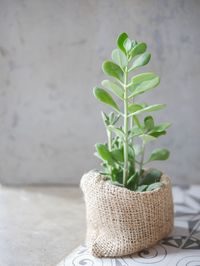 Close-up of plant in basket