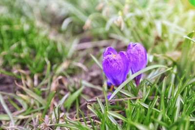 Close-up of purple crocus flowers on field