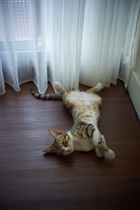 High angle view of cat sleeping on floor