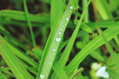 Close-up of water drops on grass