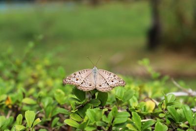 Butterfly on leaf