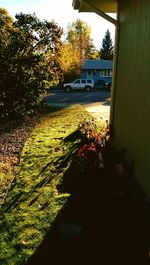 Plants growing on tree trunk