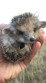 Close-up of hand holding hedgehog against clear sky