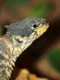 Close-up of lizard